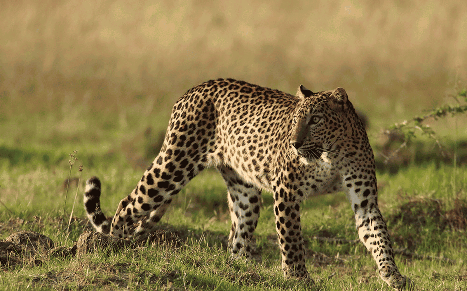 Wilpattu National Park: Exploring Sri Lanka’s Largest Wildlife Sanctuary