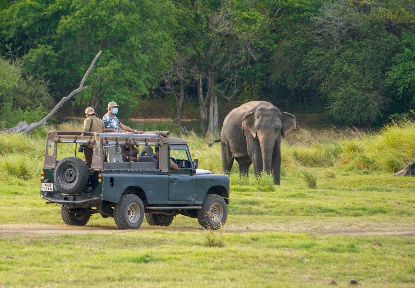 Minneriya National Park: Safari Adventure Amidst Wildlife Wonders
