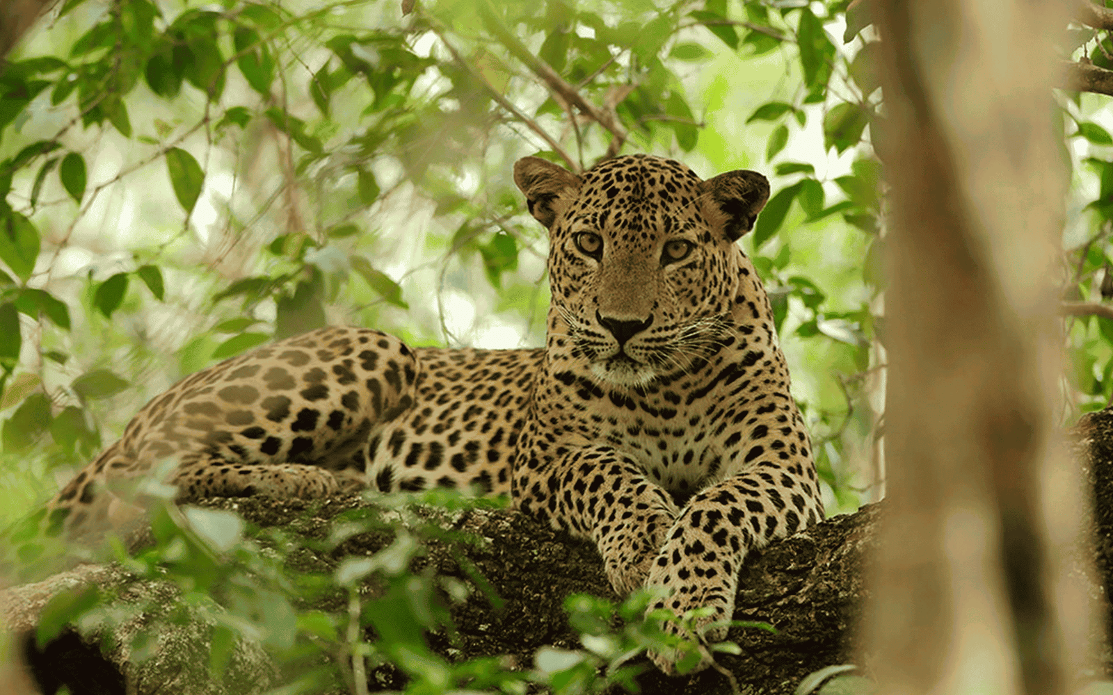 Yala National Park: Safari Expedition into Sri Lanka’s Wilderness