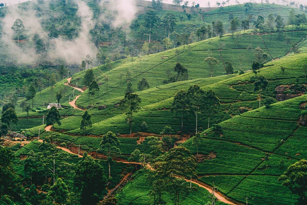 Day 05 - Nuwara Eliya